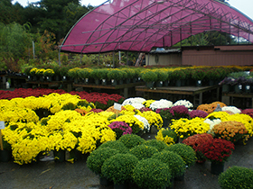 Garden Center Carroll County MD