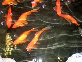 Koi Fish Maryland